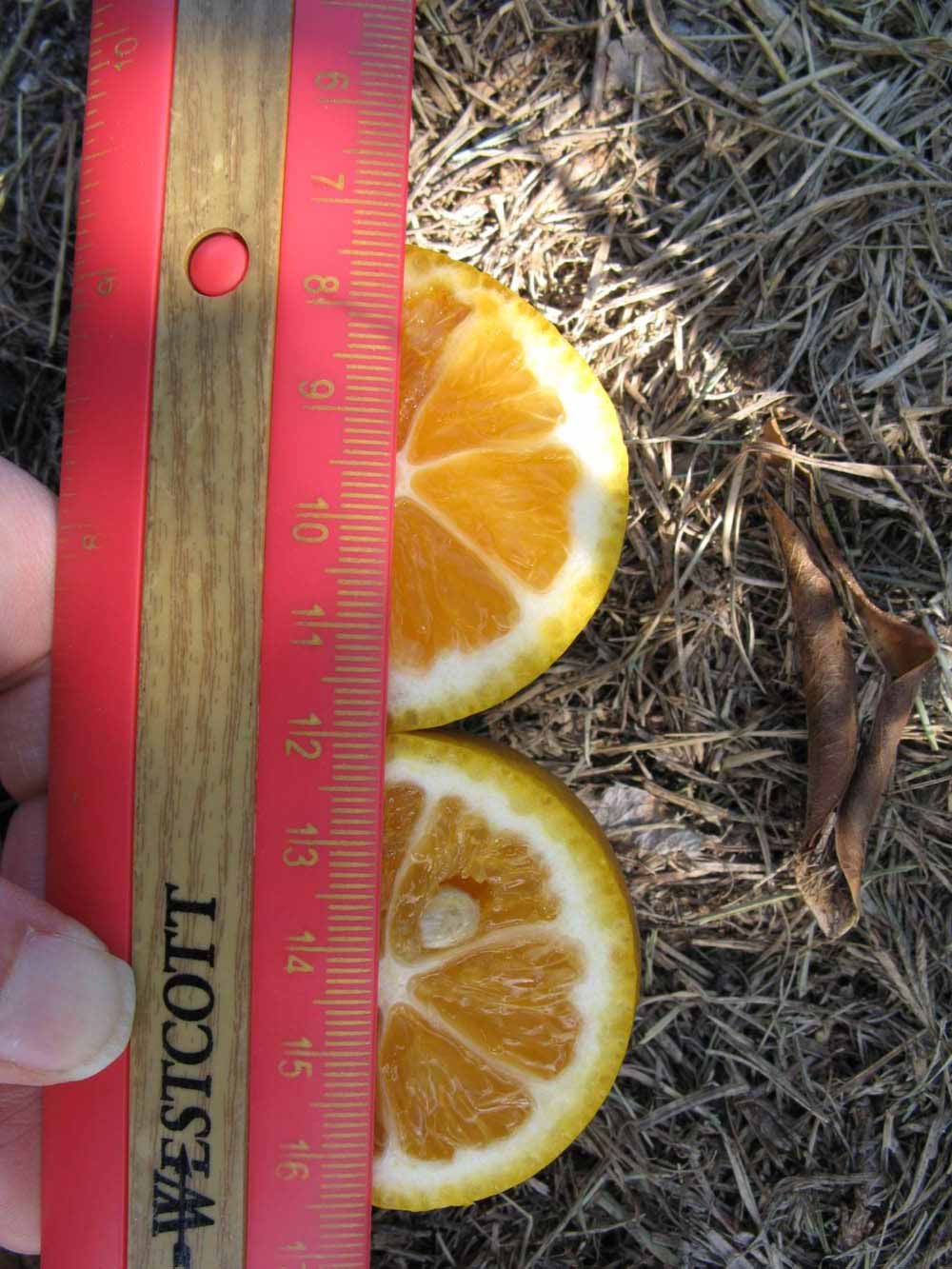              Fruit cross-section (Winter Haven, FL)       